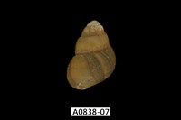 藏品(石田螺)的圖片